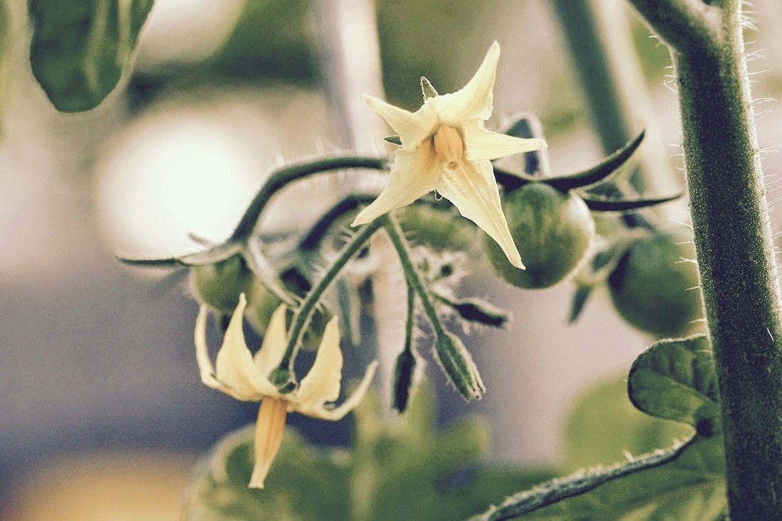 A Flowering Tomato Plant Denise Mallett